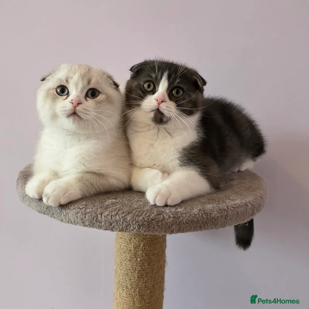 Scottish Fold cats for sale: Pedigree Scottish fold - Advert 15
