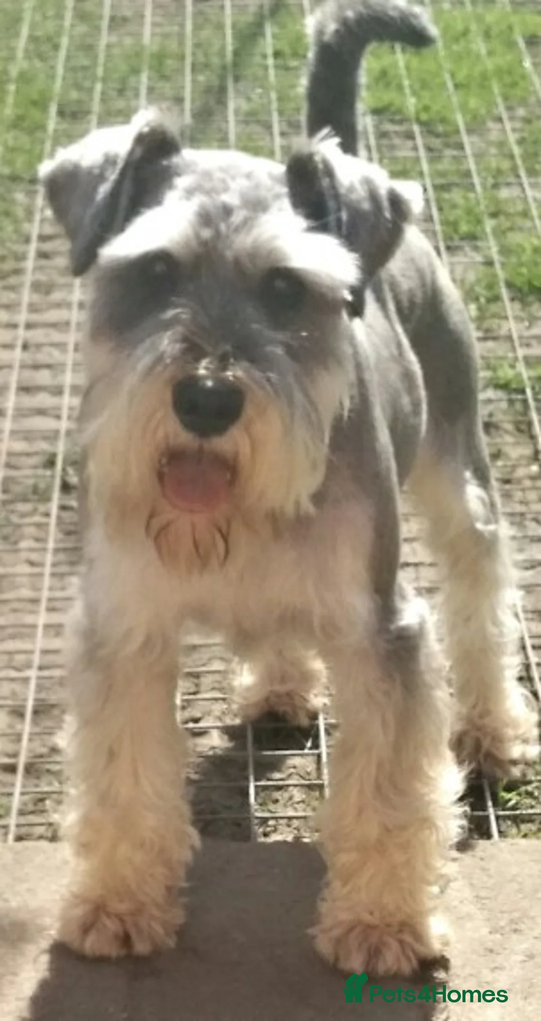 Miniature Schnauzer dogs for stud: Super handsome kc reg miniature schnauzer at stud - Advert 2