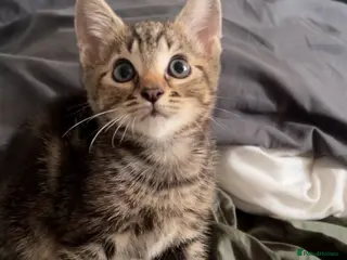 Mixed Breed cats Tabby kitten - Advert 1