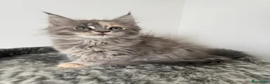 Maine Coon 2