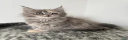 Maine Coon cats for sale: 🐾 Georgous TICA Maine Coon Kittens🐾 - Advert 7