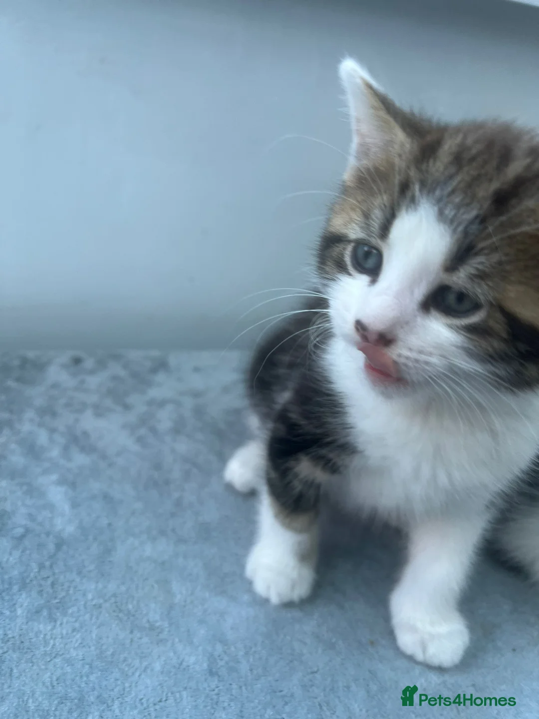 Mixed Breed cats for sale: Kittens for sale  - Advert 1