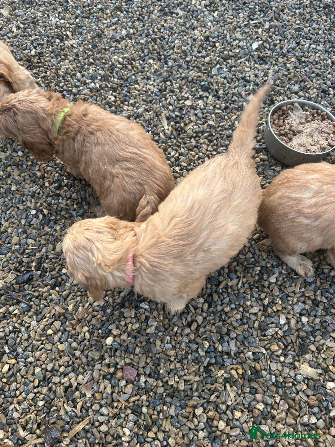 Cockapoo dogs for sale: Cockapoo puppies f1 gorgeous little babys - Advert 37