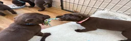 Labrador Retriever dogs for sale: Beautiful Chocolate Labrador Puppies - 09/03/2026 - Advert 13