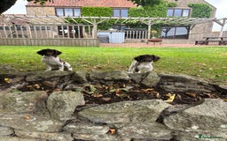English Springer Spaniel dogs for sale: English Springer Spaniels  - Image 12