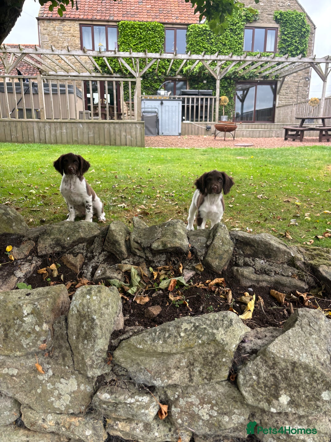English Springer Spaniel dogs for sale: English Springer Spaniels  - Image 12