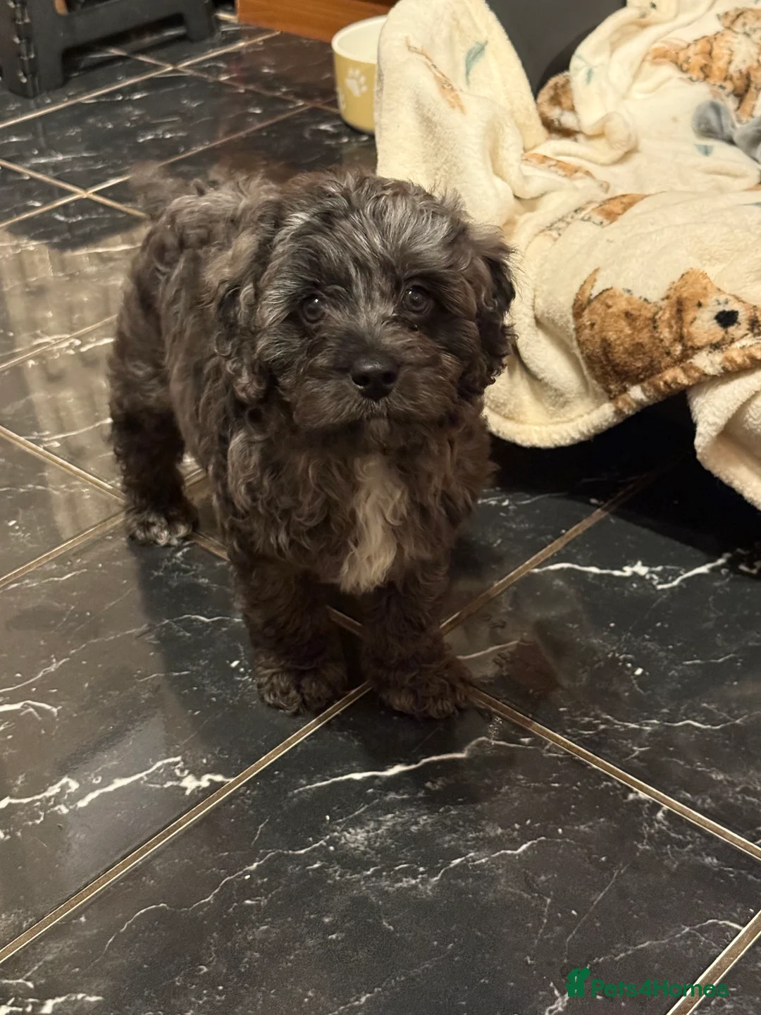 Cavapoo dogs for sale: 5 pups for sale - Advert 6