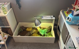 Hermann Tortoise reptiles for sale: Young tortoise with a full setup.  - Image 4