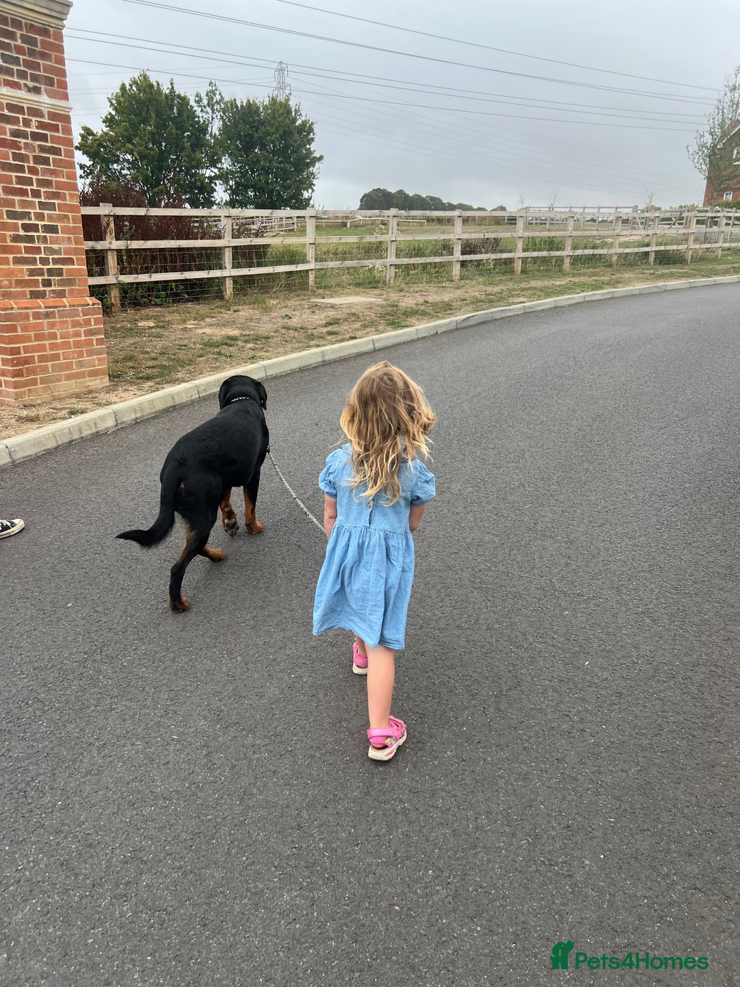 Rottweiler dogs for sale: Ronnie the Rottweiler  - Image 2