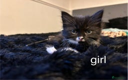 British Shorthair cats for sale: Kittens for sale - Image 1