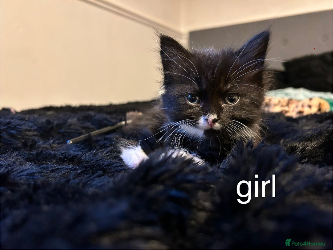 British Shorthair cats for sale: Kittens for sale - Image 1