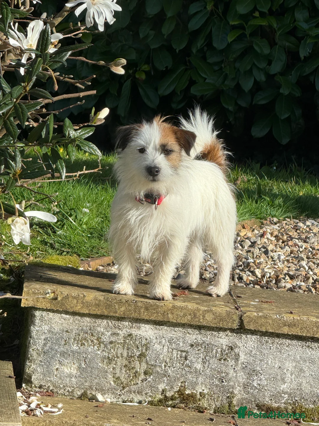 Jack Russell dogs for stud: KC Registered Jack Russell for stud  - Advert 2