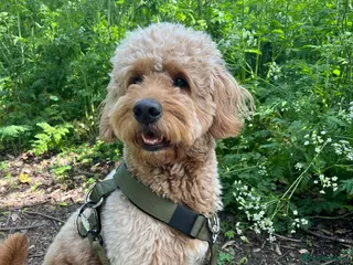 Goldendoodle dogs Proven Miniature Goldendoodle Stud – Noah 🐾 in London - Advert 1