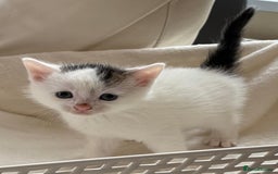 British Shorthair cats for sale: British Shorthair Kittens!  - Image 7