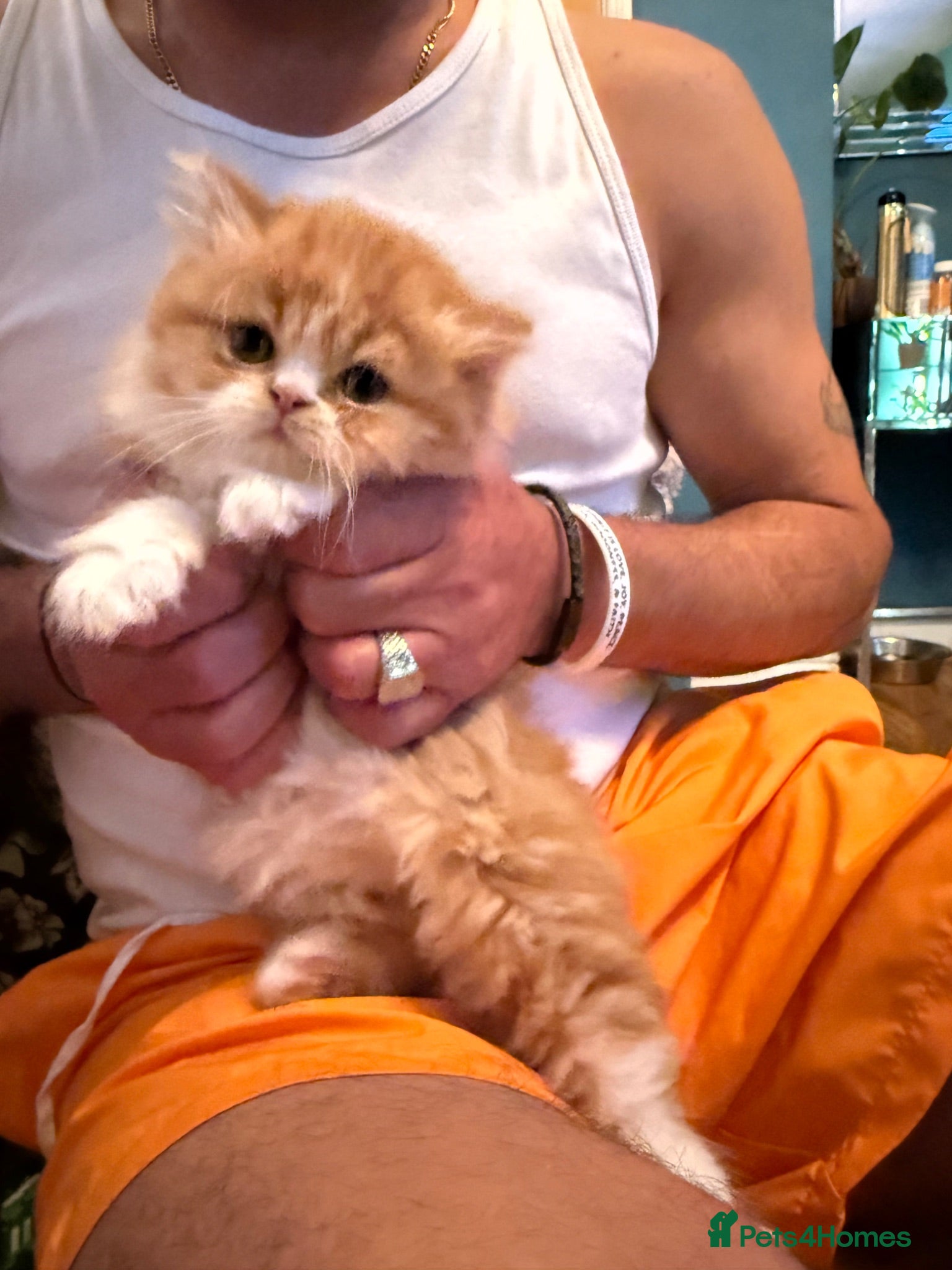 Persian cats Stunning persian kittens £495 - Advert 1