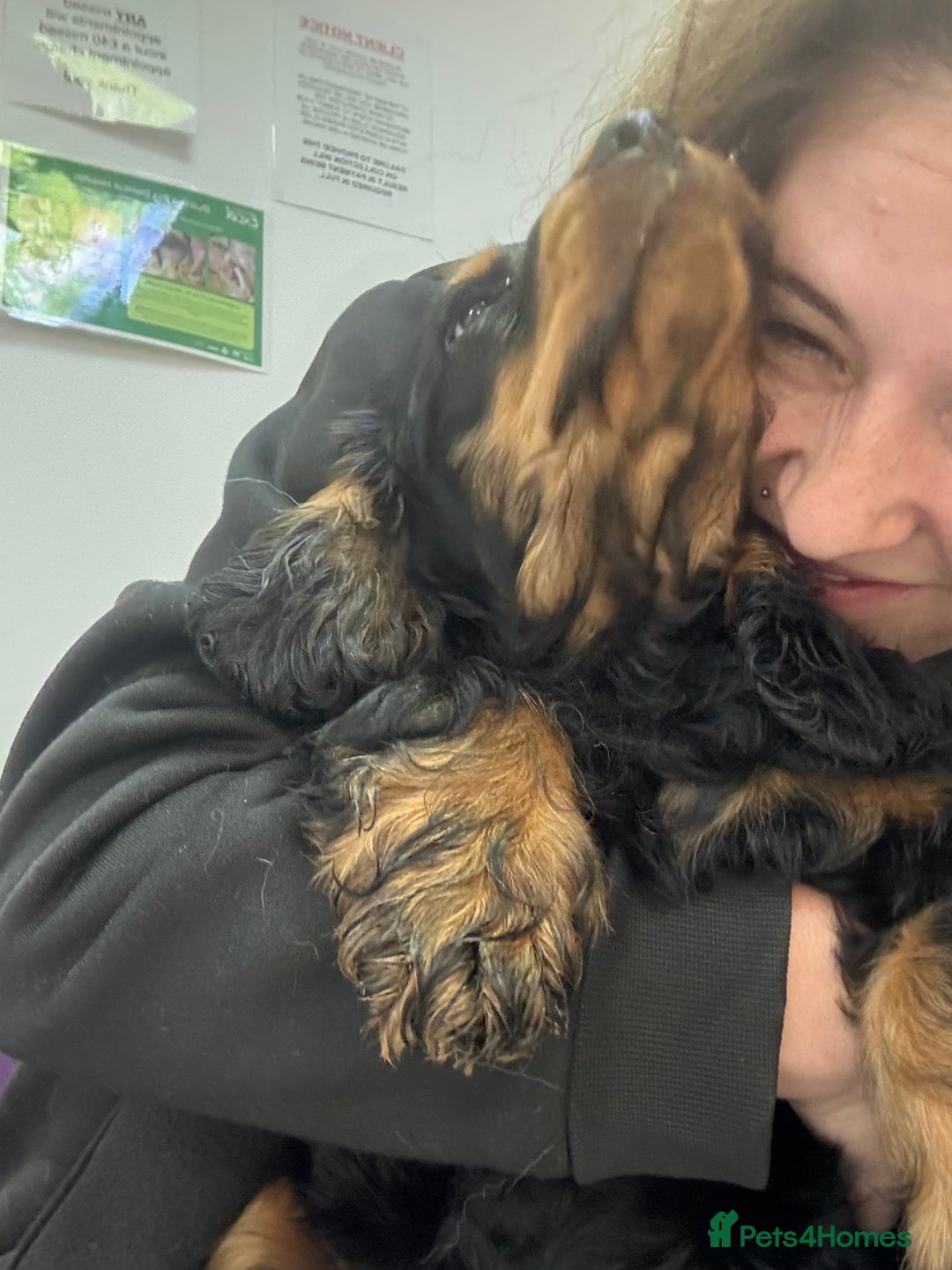 Cocker Spaniel dogs for sale: Sadly back available stunning show boy - Image 5
