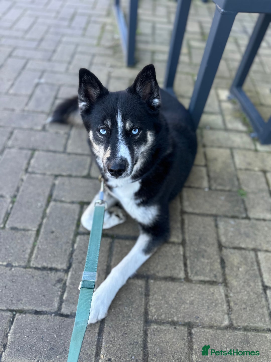 Pomsky dogs for sale: Nala the Pomsky🖤 - Image 2