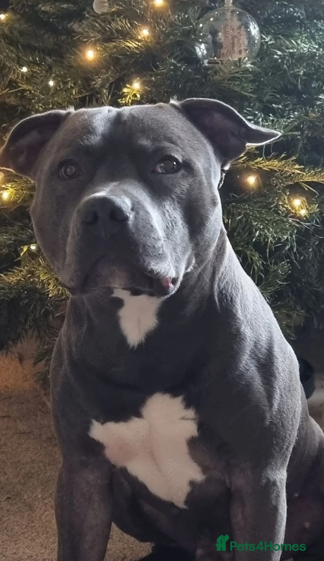 Staffordshire Bull Terrier dogs for stud: Proven Beautiful Blue Staff Stud in Walsall - Advert 4