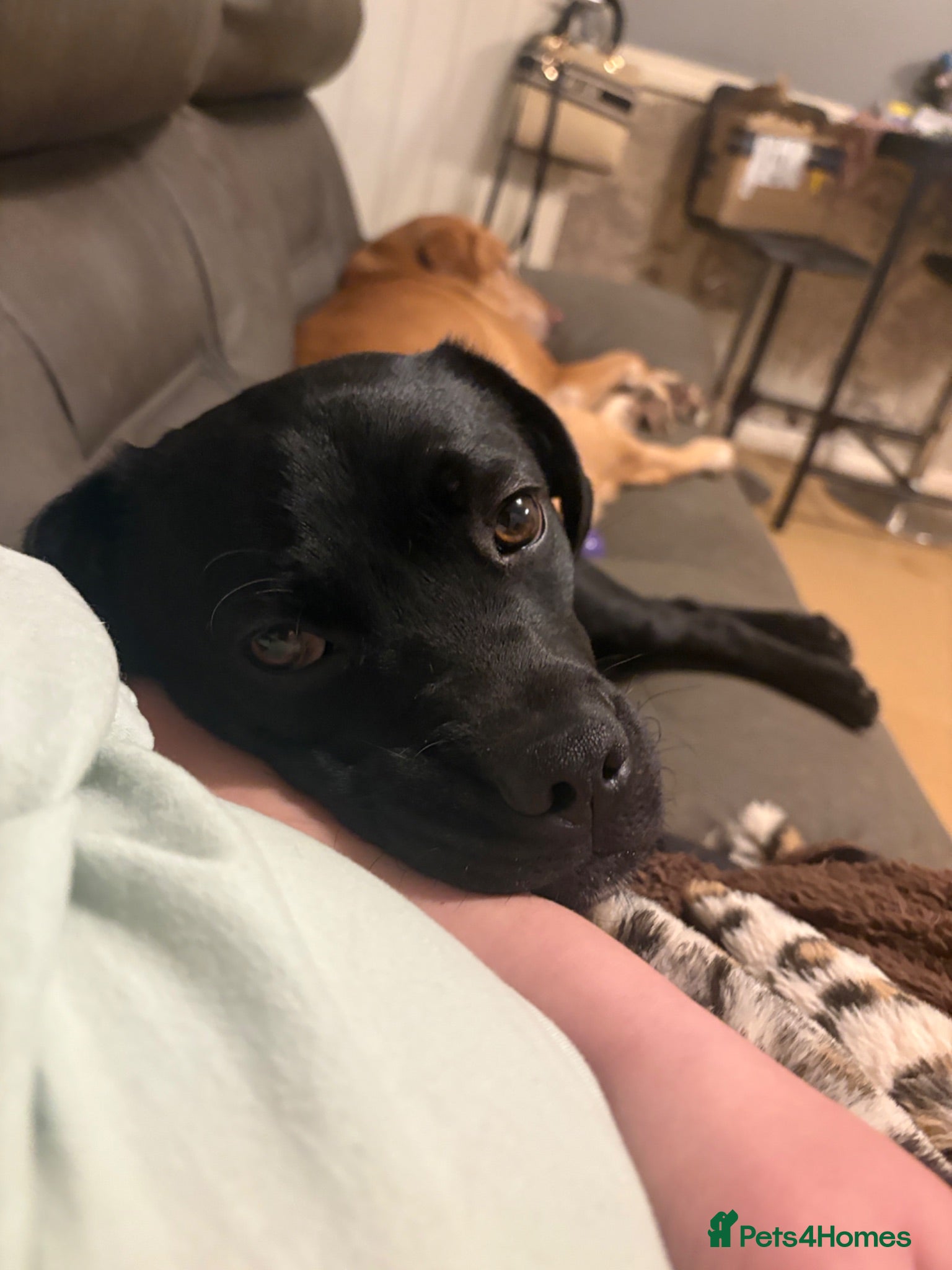 Mixed Breed dogs Labrador and pug mix 1 year old male - Advert 1