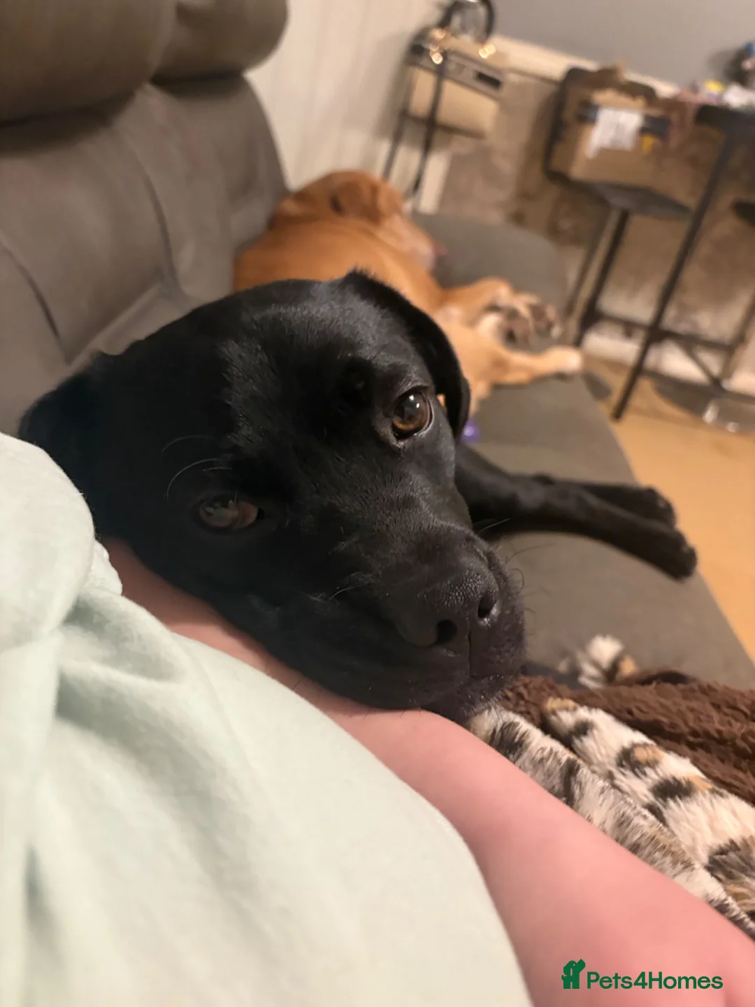 Mixed Breed dogs for sale: Labrador and pug mix 1 year old male - Advert 1