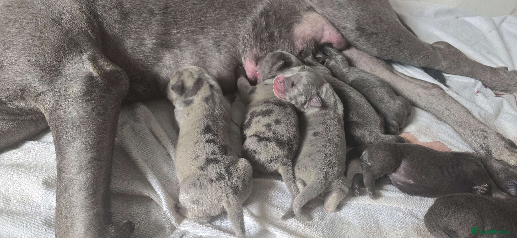 Mixed Breed dogs Beautiful Cane Corso Cross Pups Loyal Companions - Advert 18
