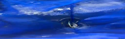 Tetras fish for sale: Fish and tank for sale  in Dover - Advert 10