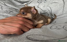 Chihuahua dogs for sale: Smooth Chihuahua puppies  - Image 13
