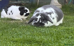 English Lop rabbits for sale: Two beautifully lop girls - Image 2