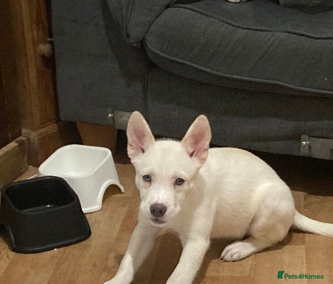 Mixed Breed dogs for sale: French bulsky female for sale  - Advert 3