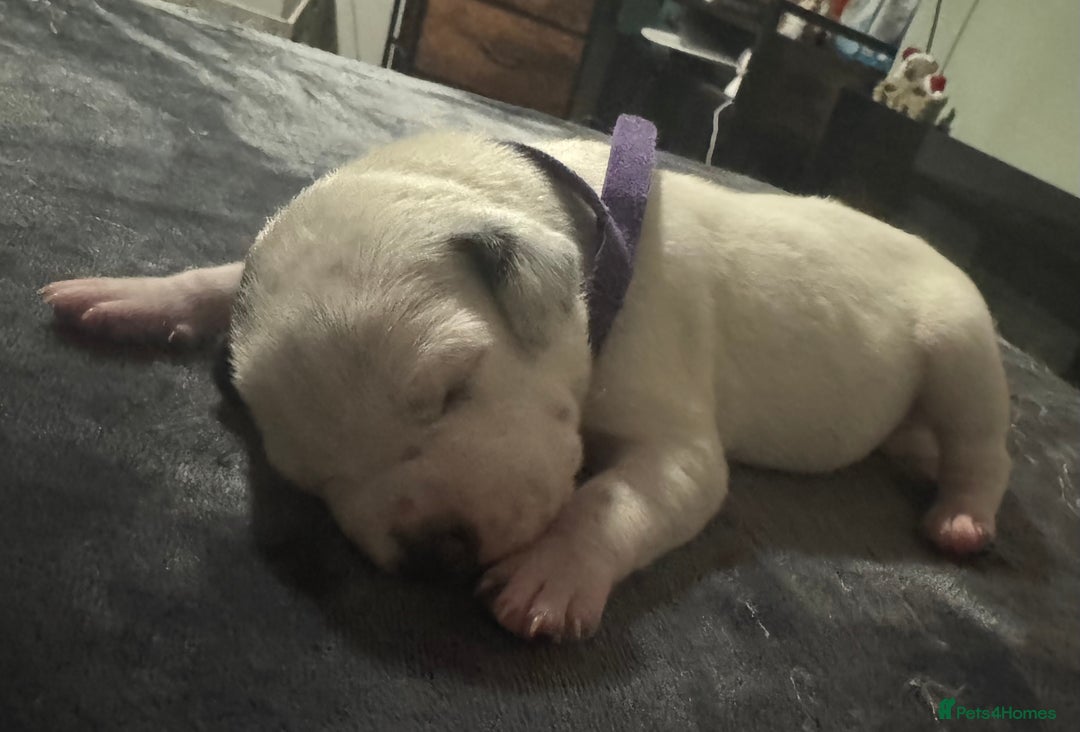 Dalmatian dogs for sale: KC Registered Dalmatian pups! - Advert 31