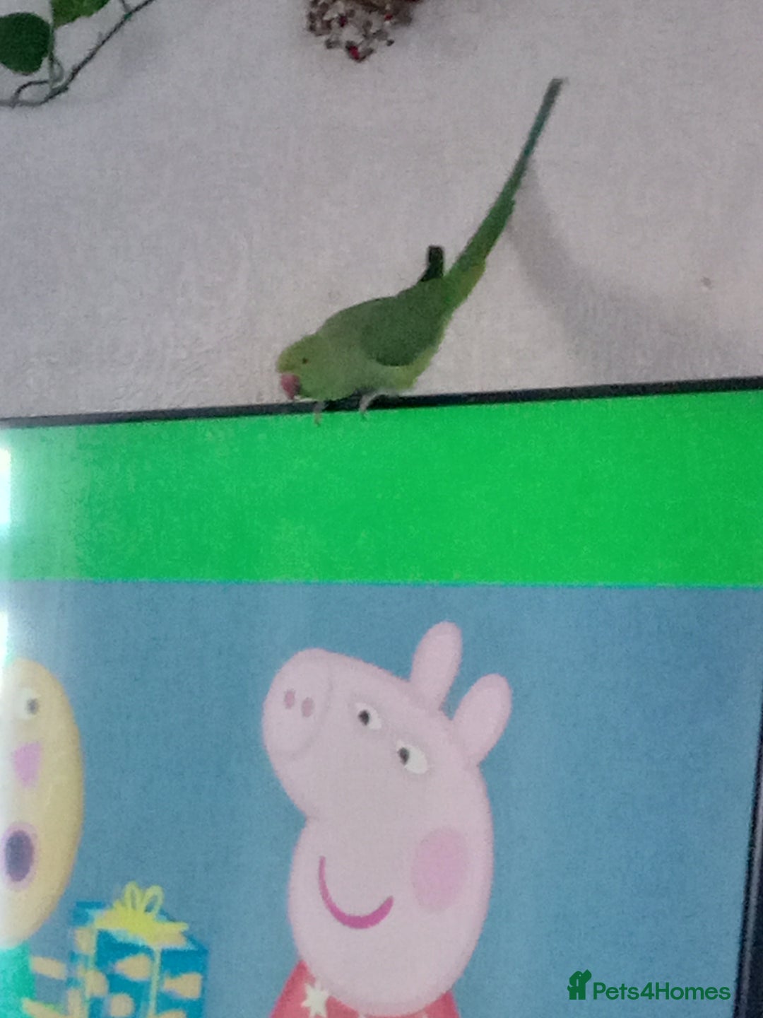 Ringnecks birds for sale: Female Ring neck with cage and everything. - Advert 3