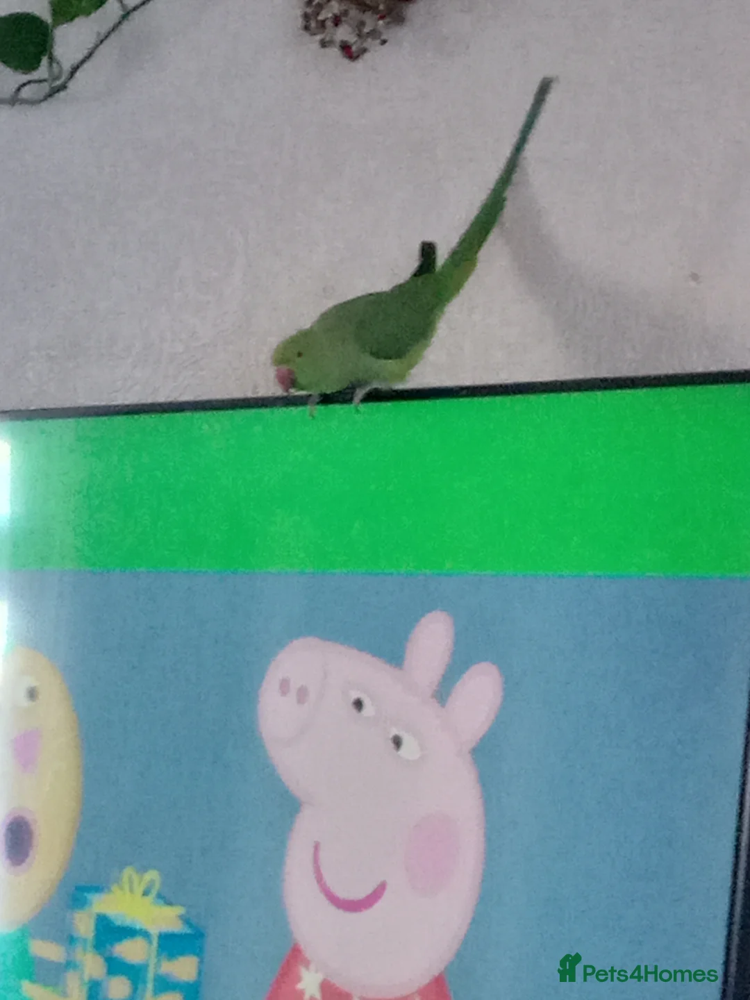 Ringnecks birds for sale: Female Ring neck with cage and everything. - Advert 3