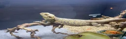 Bearded Dragon reptiles for sale: Berad dragon in Kendal - Advert 2