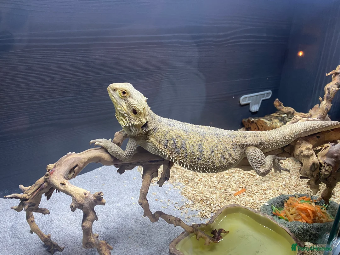 Bearded Dragon reptiles for sale: Berad dragon in Kendal - Advert 2