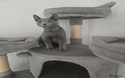 Russian Blue cats for sale: One girl left, gccf, pedigree  - Image 3