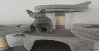 Russian Blue cats - Advert 3