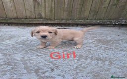 Labradoodle dogs for sale: Labradoodle puppies  - Image 16