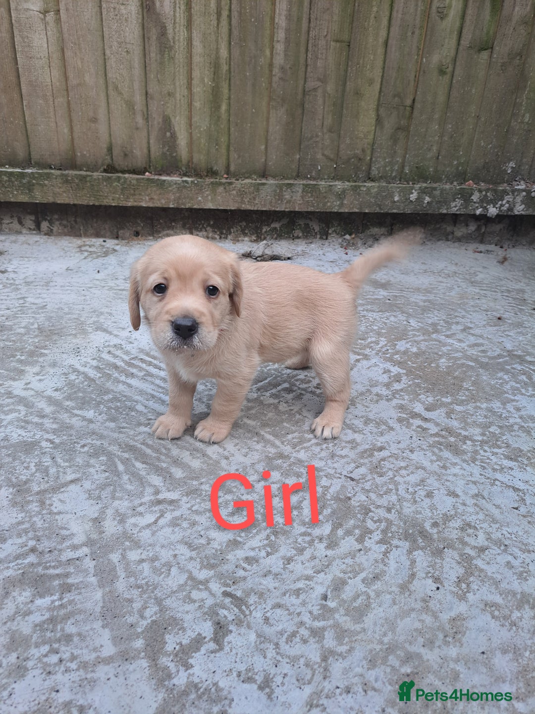 Labradoodle dogs for sale: Labradoodle puppies  - Image 16