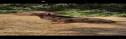 Dachshund dogs for sale: 3 beautiful Dashound pups  - Advert 2