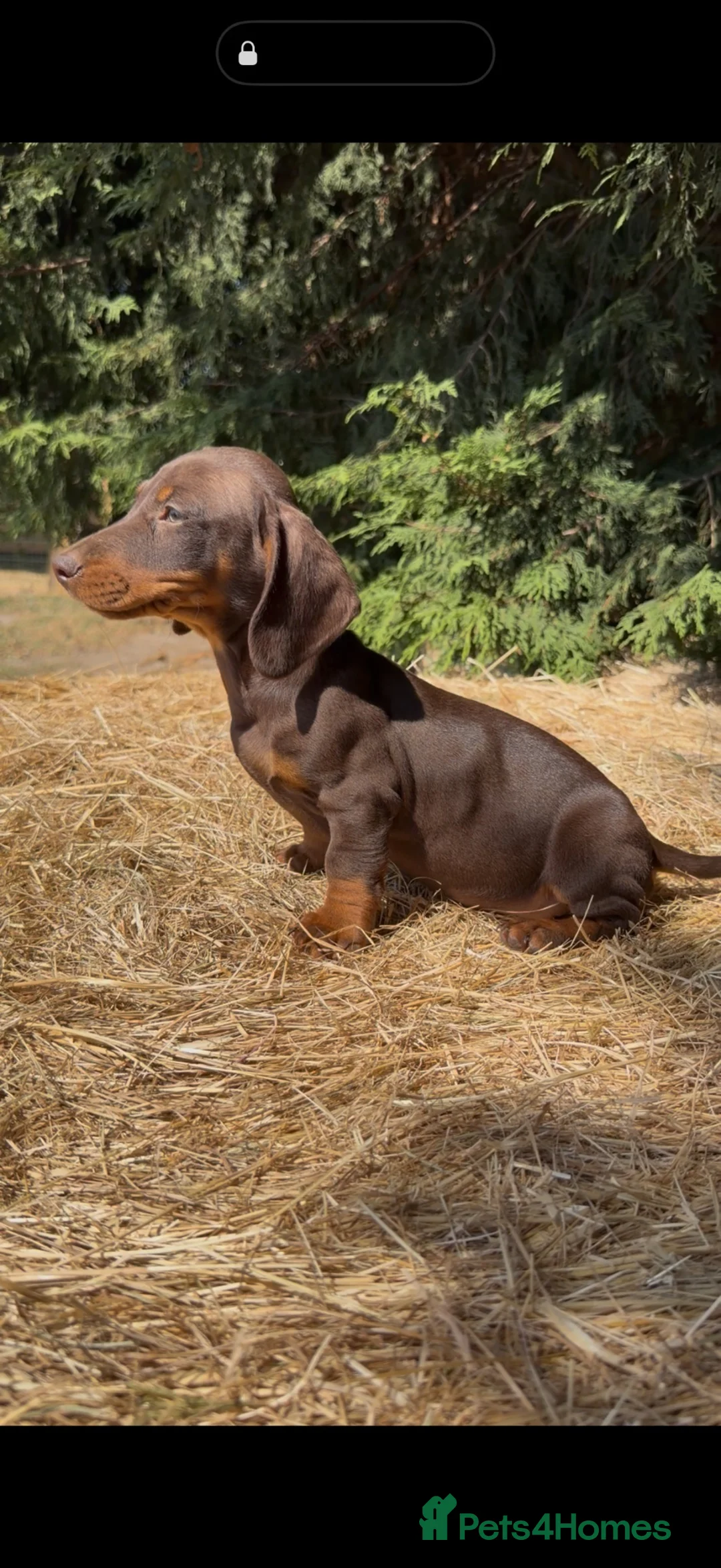 Dachshund dogs for sale: 3 beautiful Dashound pups  - Advert 2
