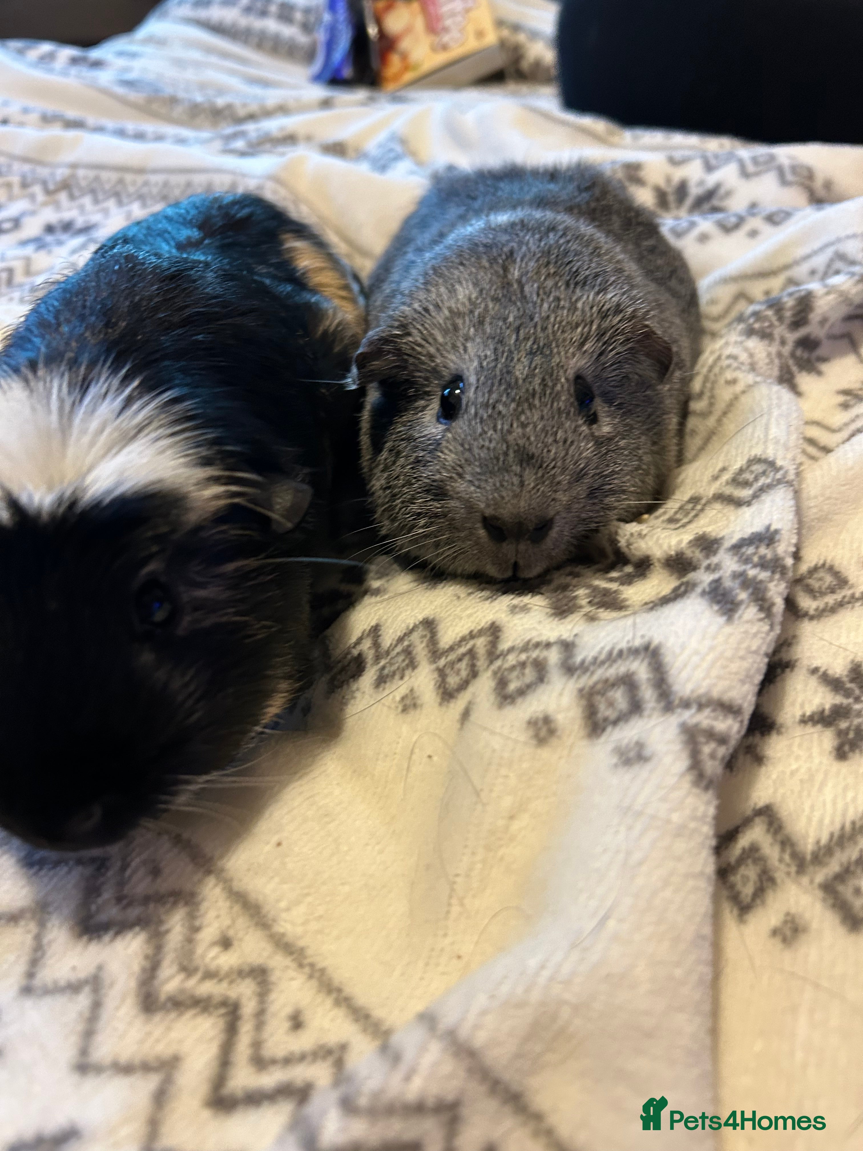 Guinea Pig rodents Nibbles & munchies  - Advert 1