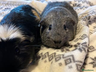 Guinea Pig rodents Nibbles & munchies - Advert 9