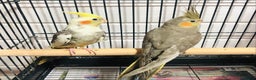 Canaries birds for sale: Beautiful young cockatiels for sale. - Advert 5