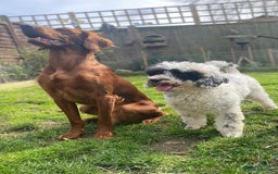 Irish Doodle dogs for sale: Toy Irish Doodle Puppies For Sale  - Image 4