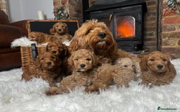 Labradoodle dogs for sale: Labradoodle  - Image 13