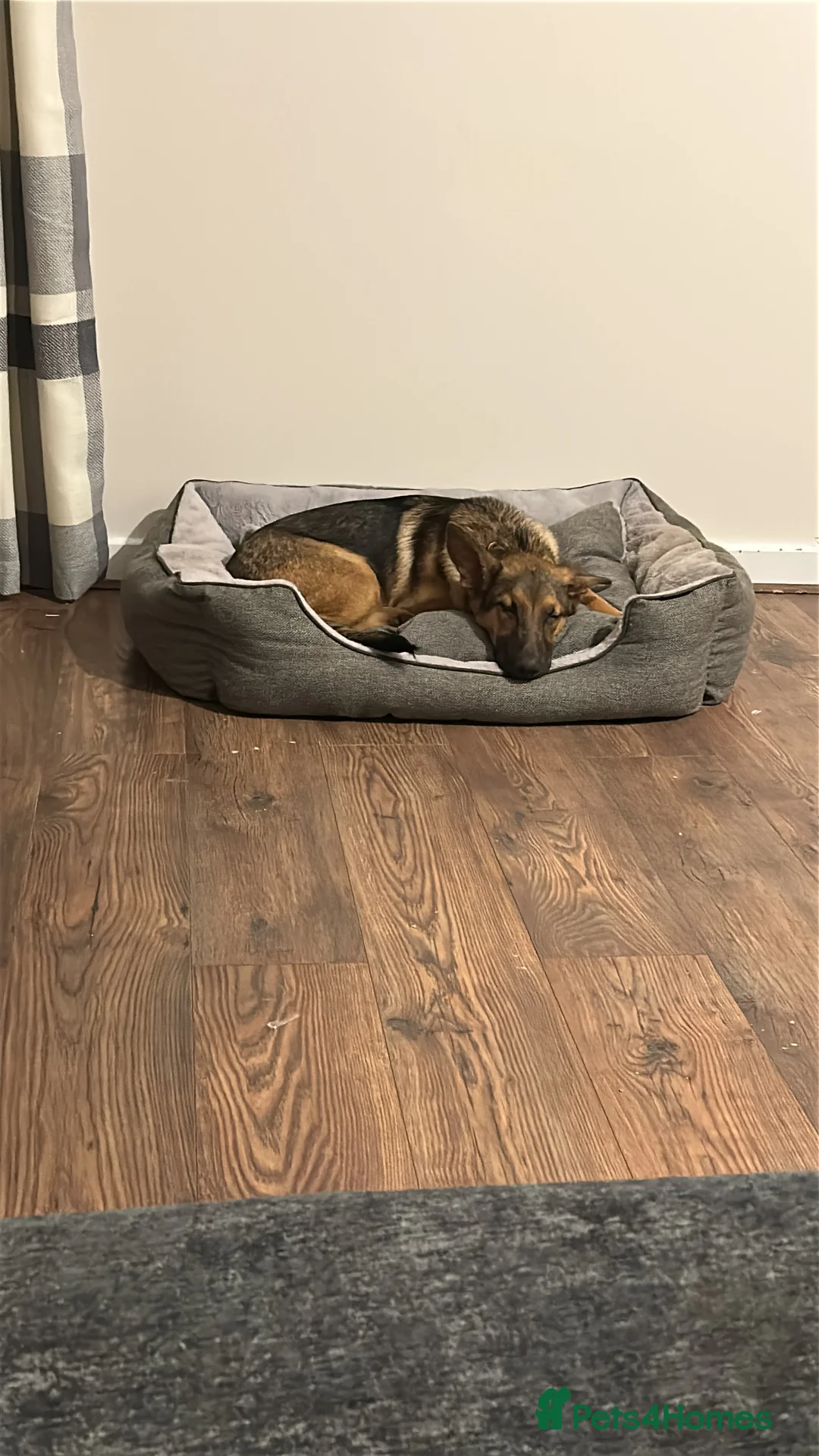 Mixed Breed dogs for sale: 6 month old German shepherd/cross  - Advert 3