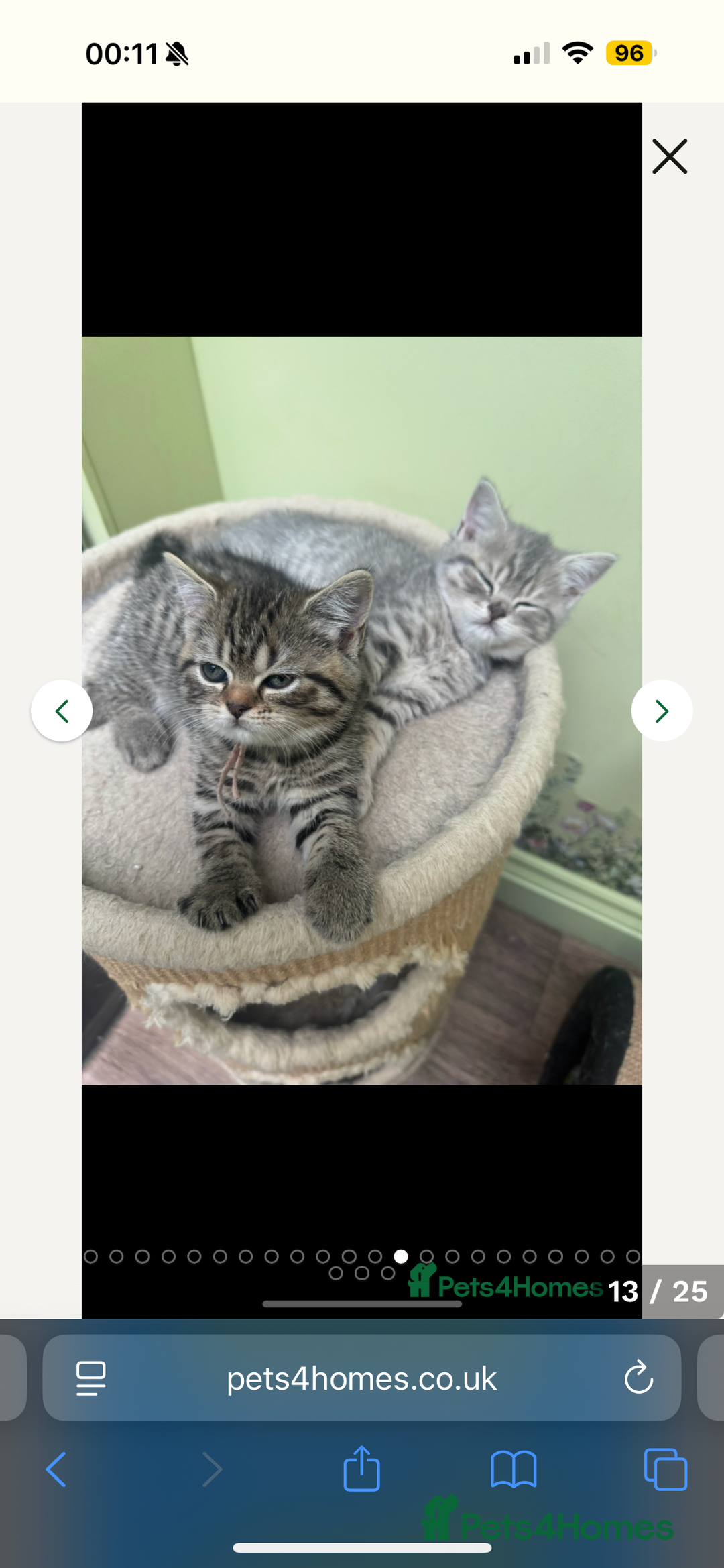 British Shorthair cats for sale: BSH Kitten Bean - Image 6