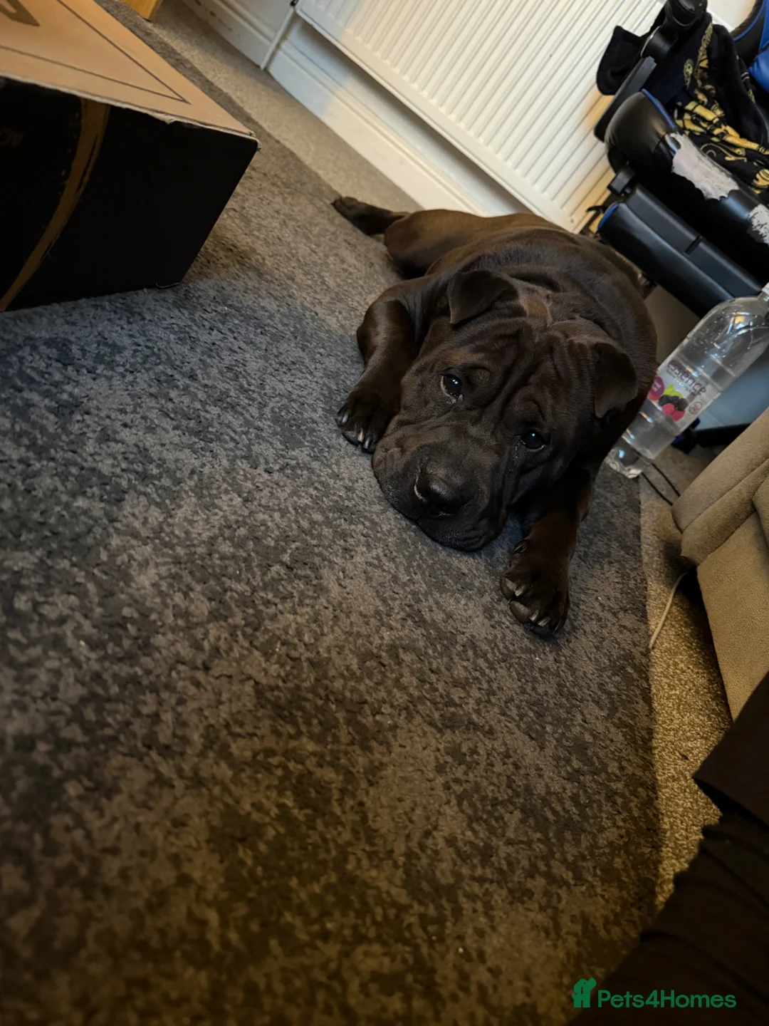 Shar Pei dogs for sale: Odin , 4 year old Shar pei.  - Advert 4