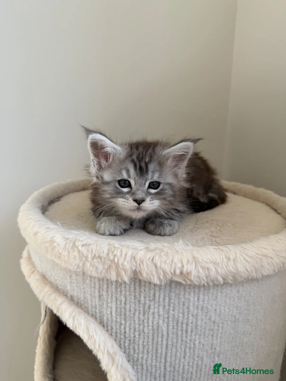 Maine Coon cats for sale: Pedigree TICA Champion Russian import line MCO - Advert 40