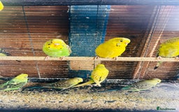 Budgerigars birds for sale: Budgies of various colours and ages  in Luton - Image 9